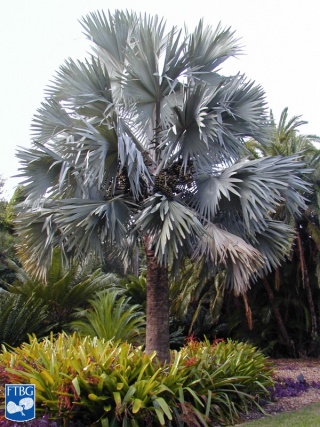 Bismarckia nobilis palmboom (prachtig).jpg
