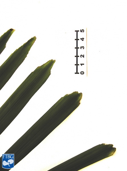 Bestand:Arenga tremula bladsegmenten.jpg