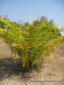 Jonge palm 001.jpg