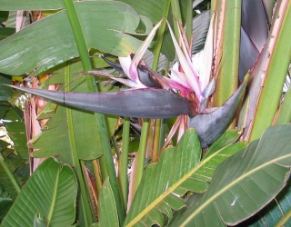 Strelitzia Nicolai.jpg