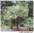 Trachycarpus princeps