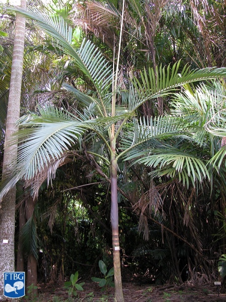 Bestand:Archontophoenix purpurea palmboom.jpg