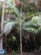 Archontophoenix purpurea palmboom.jpg