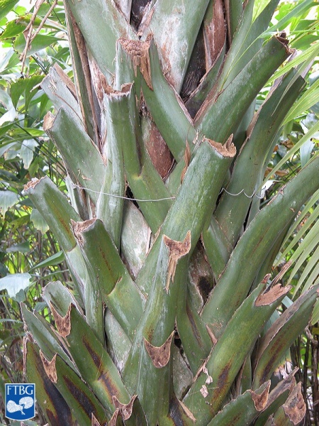 Bestand:Borassodendron machadonis stam.jpg