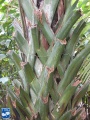 Borassodendron machadonis stam.jpg