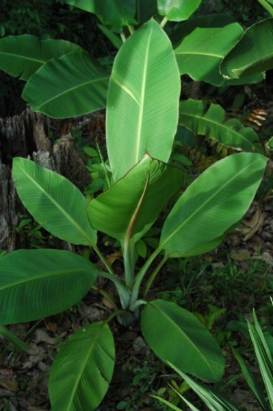 Bestand:Ensete perrieri2.jpg