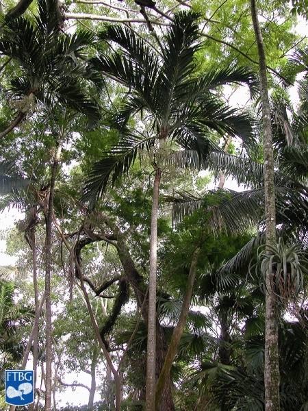 Bestand:Adonidia merrillii (Manila palm) palmboom.jpg