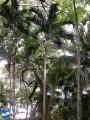 Adonidia merrillii (Manila palm) palmboom.jpg