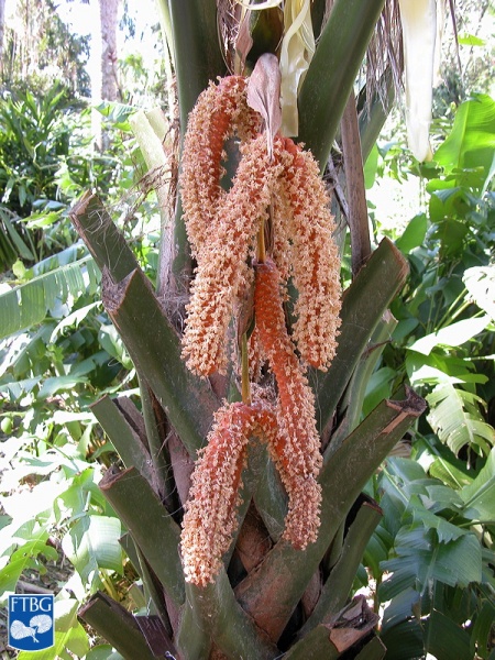 Bestand:Borassodendron machadonis bloei (3).jpg