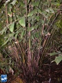Caryota monostachya stammen.jpg