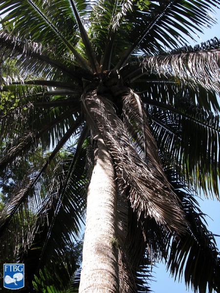 Bestand:Attalea crassispatha palmboom.jpg