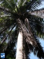 Attalea crassispatha palmboom.jpg