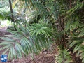 Calamus concinnus palm.jpg