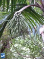 Calyptrogyne occidentalis bloei.jpg