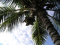 Cocos nucifera Mexico.JPG
