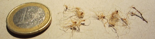 Remusatia hookeriana.jpg