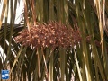 Attalea butyracea bloei.jpg