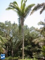 Attalea speciosa palmboom (2).jpg