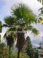Trachycarpus Latisectus.jpg