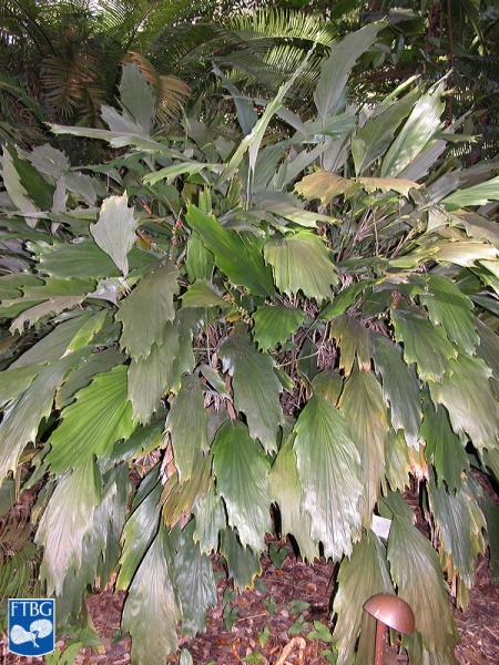 Bestand:Arenga caudata palm (2).jpg
