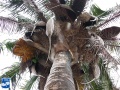 Attalea butyracea volwassen palm in bloei (2).jpg