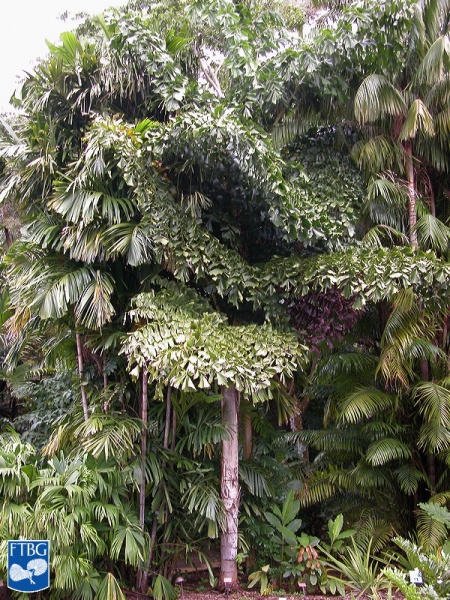 Bestand:Caryota rumphiana (Vissestaartpalm) palm.jpg