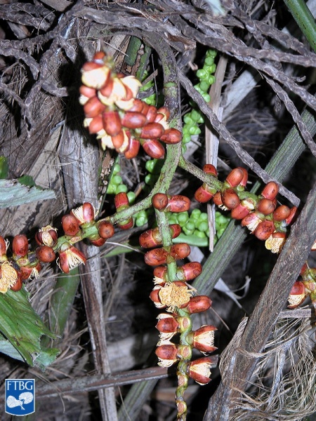 Bestand:Arenga undulatifolia bloei close up (2).jpg