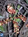 Arenga undulatifolia bloei close up (2).jpg