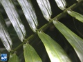 Arenga westerhoutii blad close up.jpg