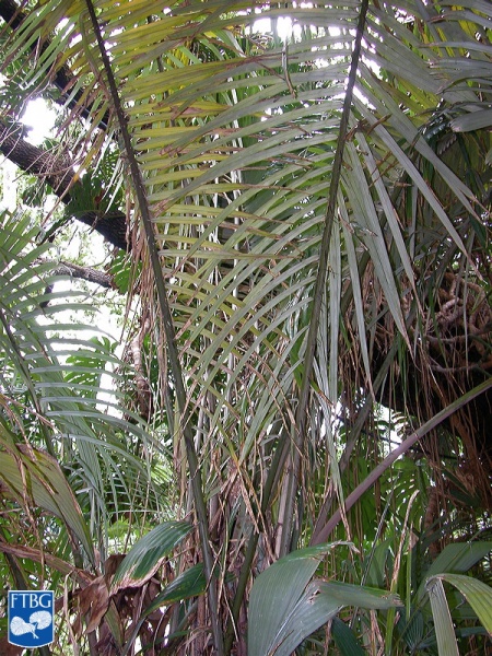 Bestand:Astrocaryum murumuru palm.jpg