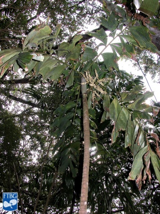 Brassiophoenix drymophloeoides palmboom.jpg