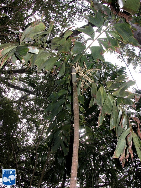 Bestand:Brassiophoenix drymophloeoides palmboom.jpg