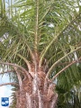 Acrocomia aculeata (Coyolpalm) speer.jpg