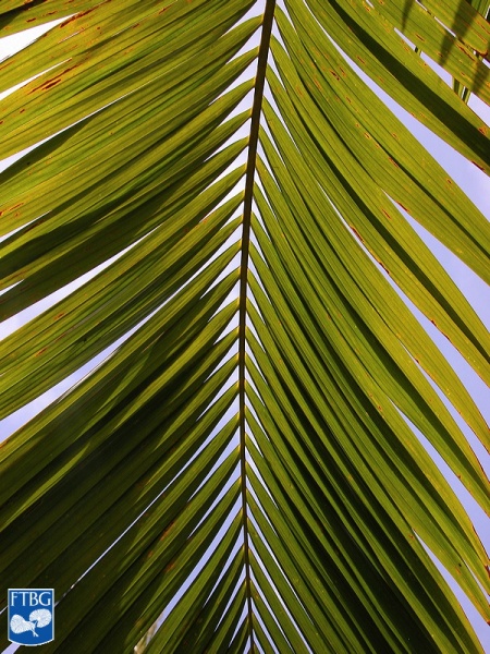 Bestand:Actinorhytis calapparia (Calappa palm) blad (2).jpg