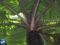Aiphanes minima (Macaw palm) kroon.jpg