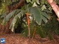 Areca vestiaria palmboom (2).jpg
