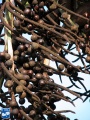 Bismarckia nobilis zaden aan boom.jpg