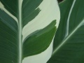 Canna stuttgart blad close-up(2).jpg