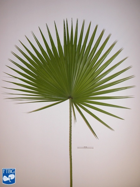 Bestand:Acoelorrhaphe wrightii (Everglades palm) blad (2).jpg