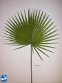 Acoelorrhaphe wrightii (Everglades palm) blad (2).jpg
