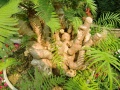 Cycas clivolia palmvaren 2.jpg
