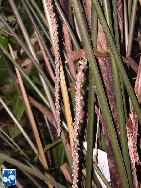 Bestand:Caryota monostachya bloem zaadvorming.jpg