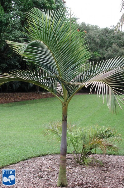 Bestand:Archontophoenix purpurea jonge palmboom.jpg