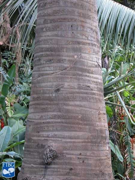 Bestand:Borassus aethiopum stam.jpg