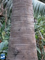 Borassus aethiopum stam.jpg