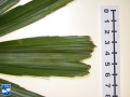Arenga engleri (Dwerg Suiker Palm) bladsegmenten close up.jpg