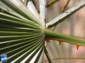 Acoelorrhaphe wrightii (Everglades palm) achterzijde aanzet blad.jpg