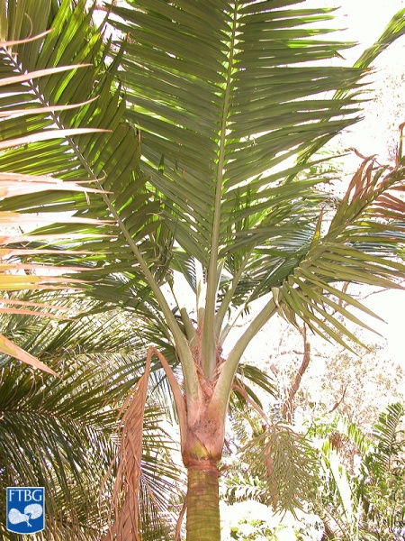 Bestand:Calyptrogyne occidentalis palmboom.jpg