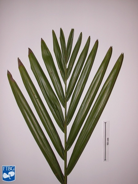 Bestand:Burretiokentia hapala blad (2).jpg
