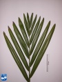 Burretiokentia hapala blad (2).jpg